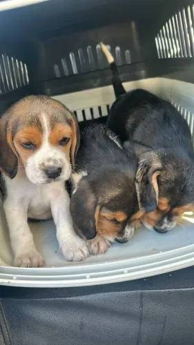 beagles vacinados