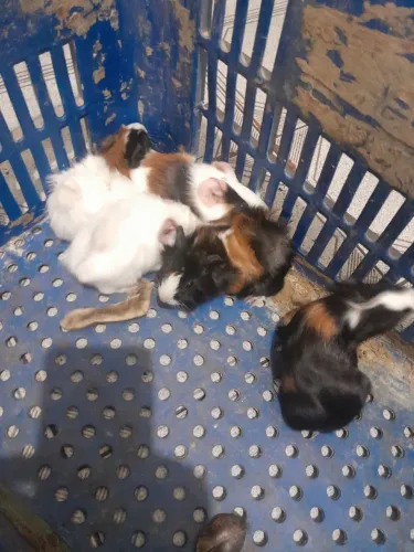 Vendo porquinhos da Índia