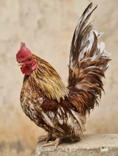 Galo Nagasaki Exótico - Plumagem Tricolor, Excelente Cauda e Muito Vistoso!