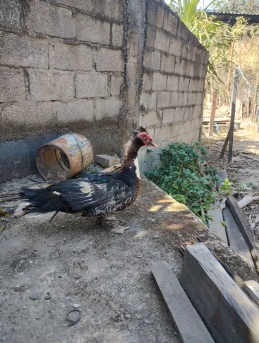 Pato macho