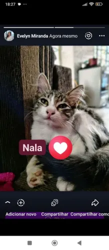Doação gata 