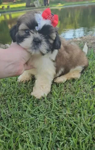 Shih Tzu fêmea com documentação 