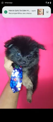 Lulu da Pomerânia macho