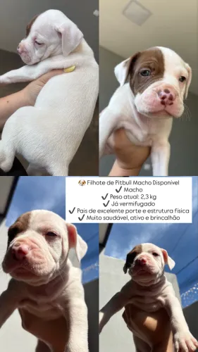 Filhotes de Pitbull