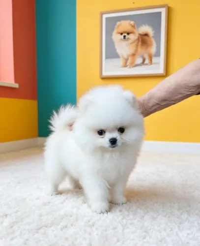 Spitz Alemão Alegre e Muito Fofo