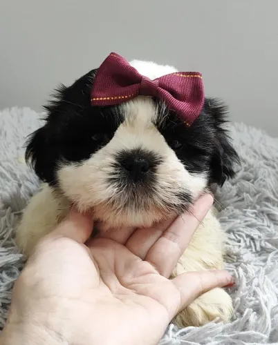 Shih Tzu pura beleza