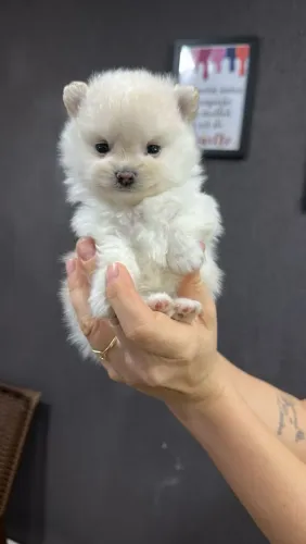 Fêmea Spitz alemão anão