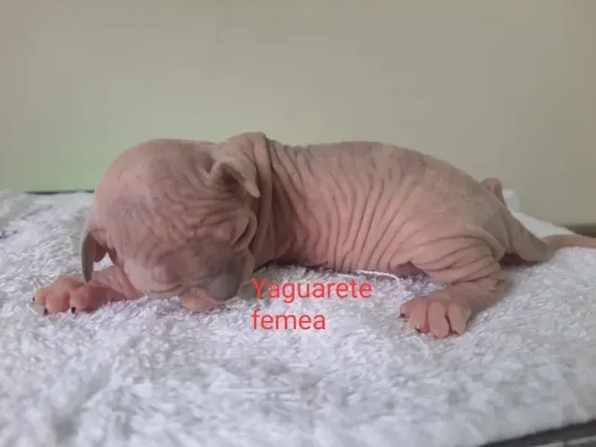Gato sphynx