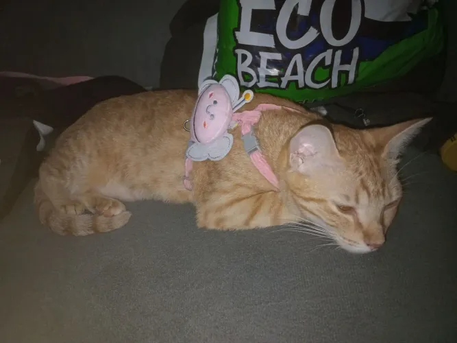 Gato