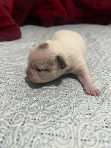 Buldog francês 