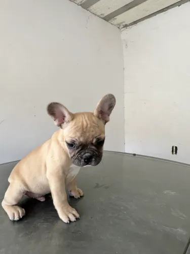 Filhote de buldogue francês linhagem top tem os pais no local pra visitar