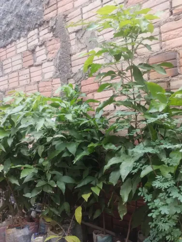 Mudas, e pitomba Verde, 