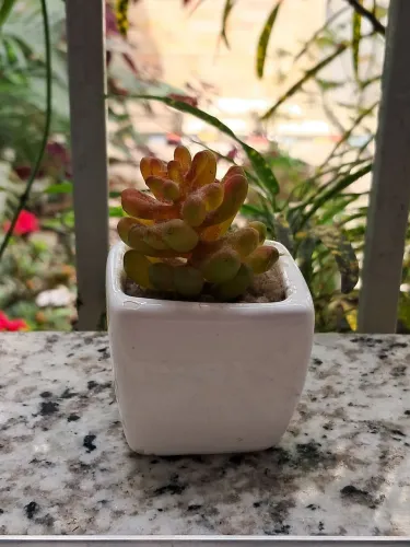 Planta Suculenta Artificial