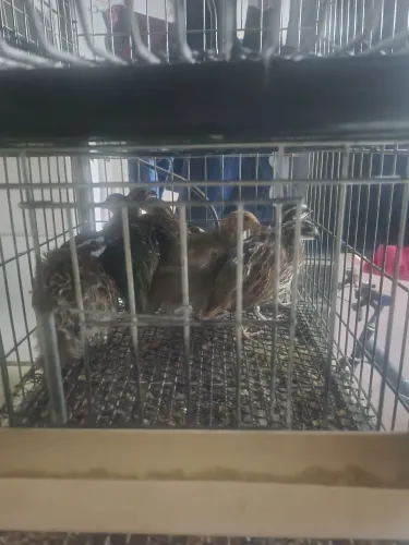 Vendo codornas 
