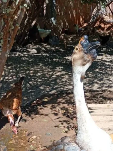 Ganso africano 