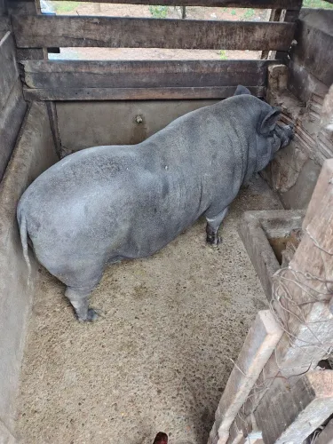 Vendo 