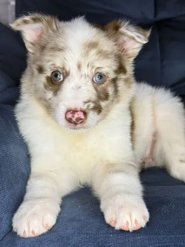 Border Collie