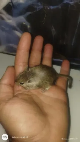 Gerbil