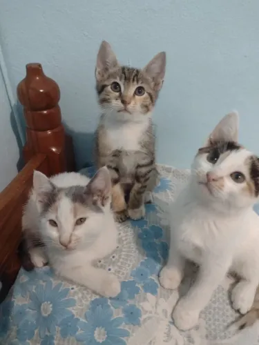 Gatos para adoção