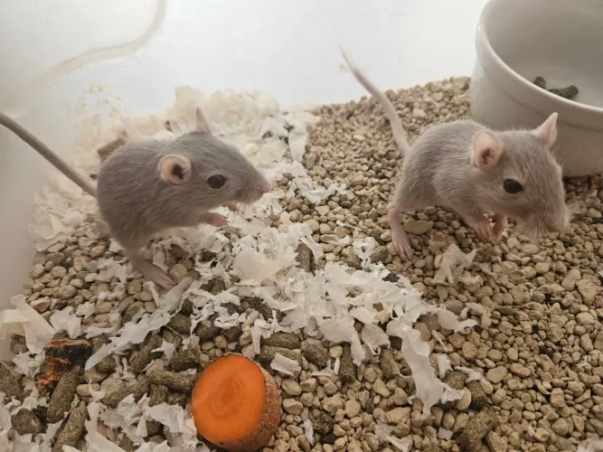 Dupla de gerbil fêmea filhotes