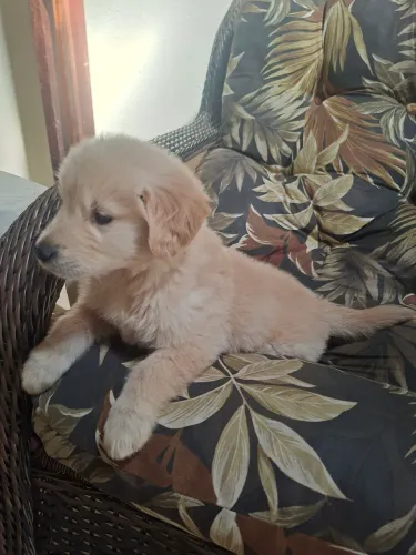 Vendo Golden Retriever
