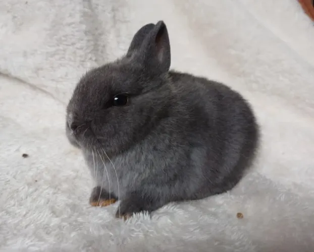 Coelho mini LOP e anão Netherland 
