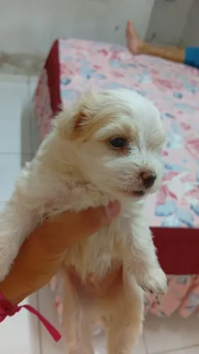Filhotes poodle 