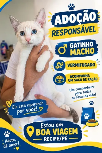 Doação de Gatinho Macho Boa Viagem
