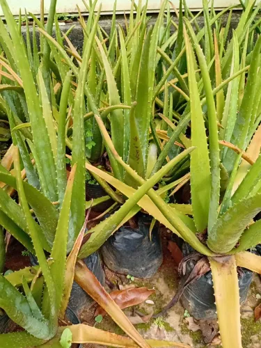 Mudas de babosa aloe vera