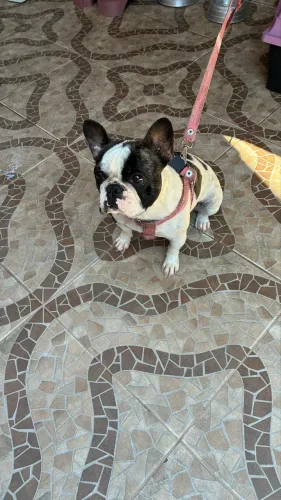 Buldog francês fêmea