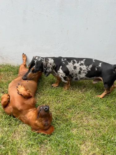 Dachshund, salsichinha, teckel , cofap