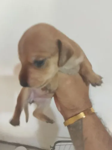 Filhotes de Daschund (, salsicha)