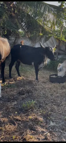 Vaca