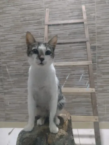 Gato castrado adoçao