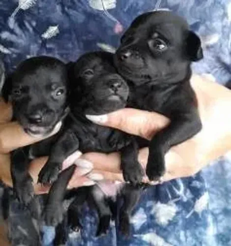 pinscher x chihuahua Respondo pelo 9.9751.6491