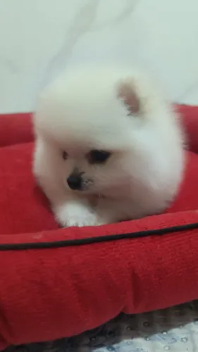 Oportunidade Única Spitz Alemão ?