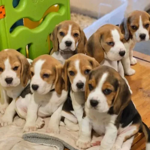 Filhotes de Beagle | Fofura impossível de ignorar.