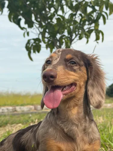 Dachshund/ teckel macho pelo longo para cruzar