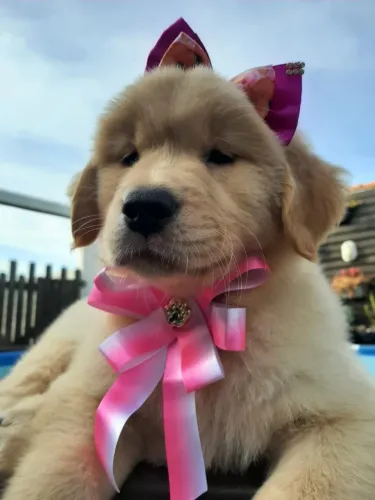 Fêmea e Macho Golden Retriever 