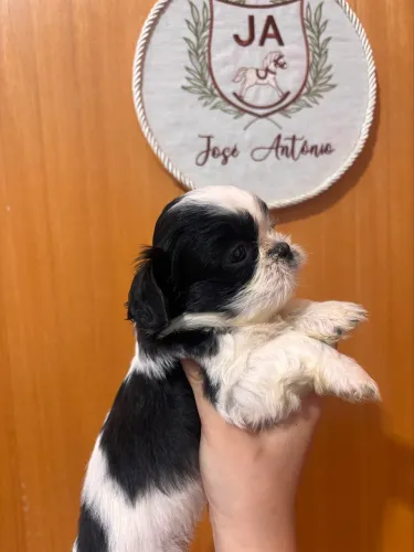Filhotes Shih Tzu 