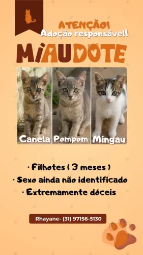 Gatos Filhotes Disponíveis