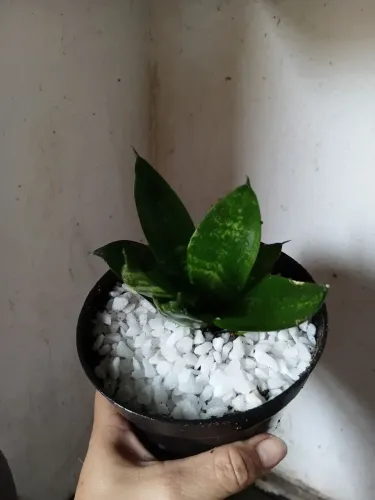 Plantas