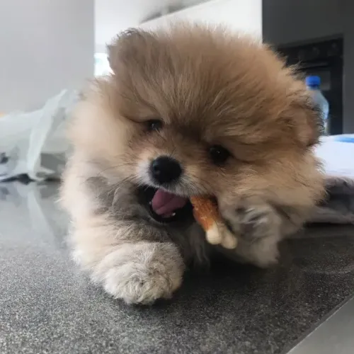 ?Filhotes de Spitz Alemão macho - pronta entrega?