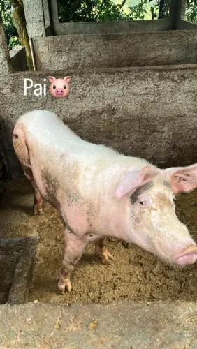 Bacurinhos muito bom e bonitos pra vender barato