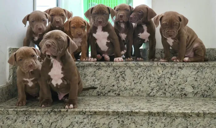 Filhotes de Pitbull com Pitmonster