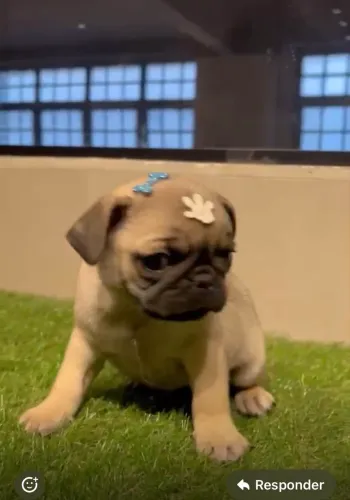 Vendo filhote de Pug Macho