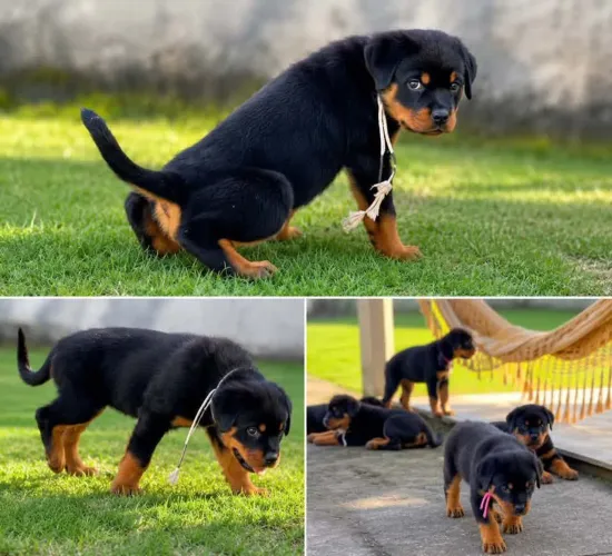 Filhote rottweiler, O pacote completo: fofura, lealdade e muito carinho!