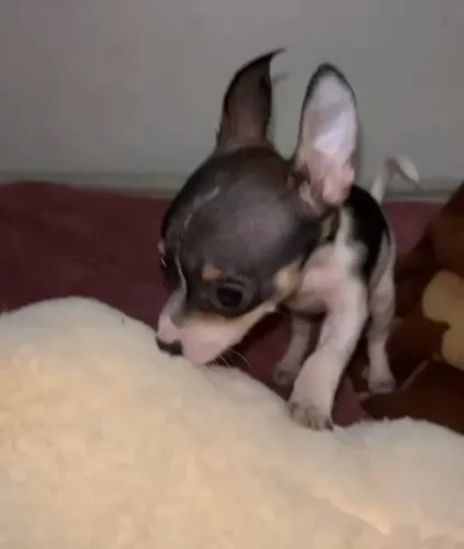Pinscher 0