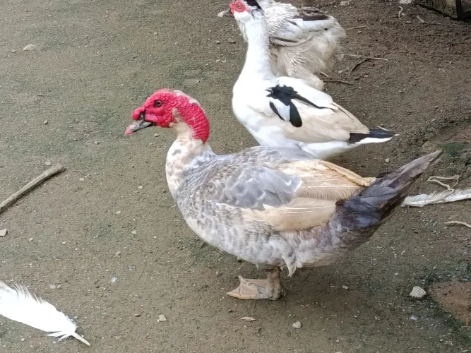 Patos