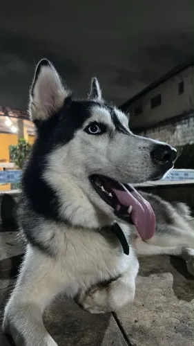 Husky siberiano macho p/ cruzar